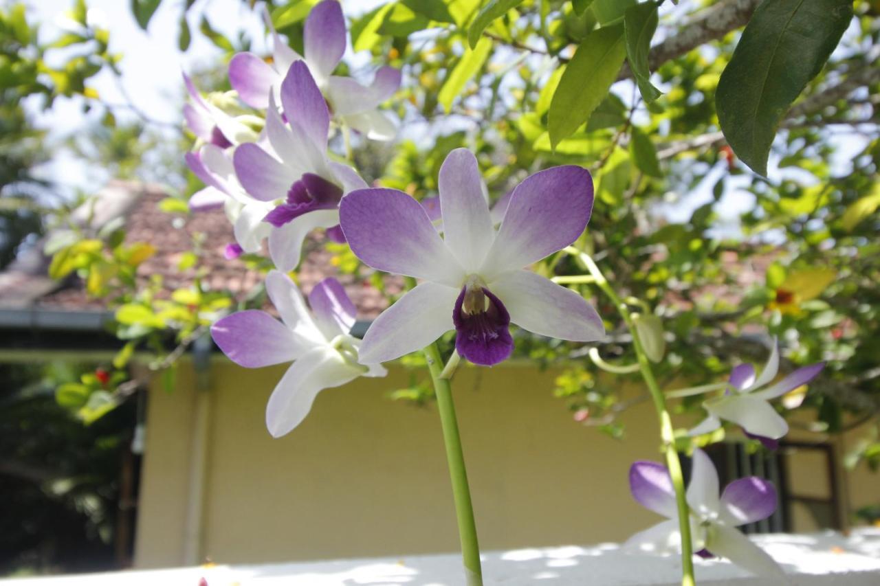 Bentota Home Stay Exterior photo